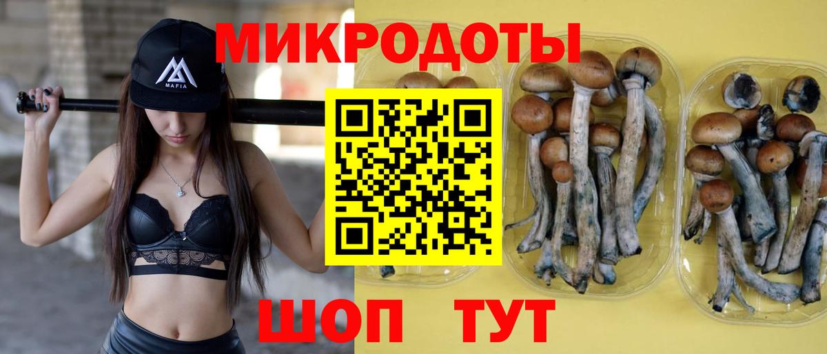 Псилоцибиновые грибы Psilocybe Ковров